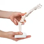 Hand Joint Model For Anatomical Studies