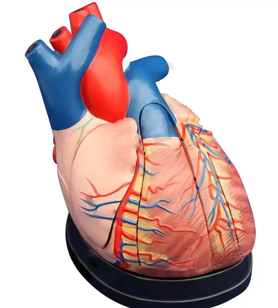 Jumbo Heart Model (Enlarged)