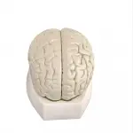 Human Brain With Arteries 8 Parts