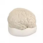Human Brain With Arteries 8 Parts