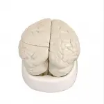 Human Brain With Arteries 8 Parts