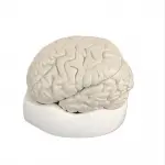 Human Brain With Arteries 8 Parts