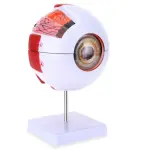 Human Eye Model (6 Times Enlarged) With 7 Dissectible Parts