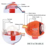 Human Eye Model (6 Times Enlarged) With 7 Dissectible Parts