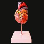 Deluxe Heart Model For Anatomists And Medical Students