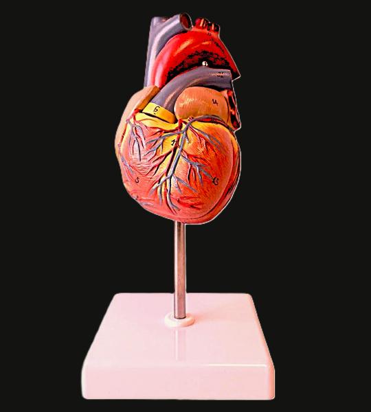 Deluxe Heart Model For Anatomists And Medical Students