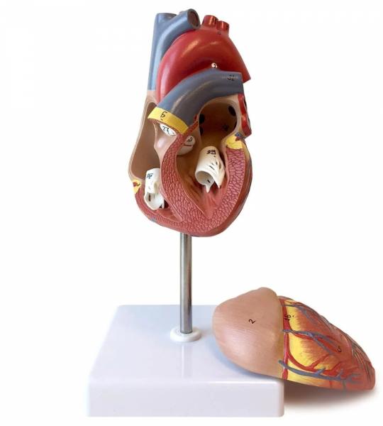 Deluxe Heart Model For Anatomists And Medical Students