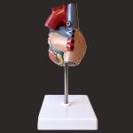 Deluxe Heart Model For Anatomists And Medical Students
