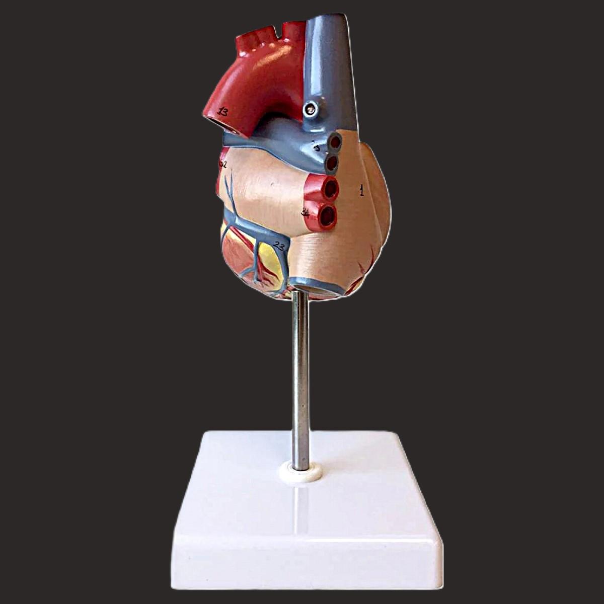 Deluxe Heart Model For Anatomists And Medical Students