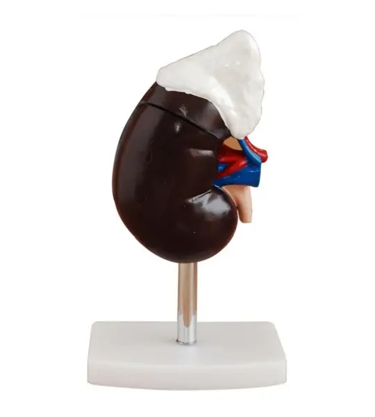 Kidney With Adrenal Gland Anatomical Model