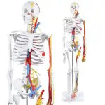 Human Skeleton Model with Nerves & Blood Vessels and Ligaments on Pelvic Stand