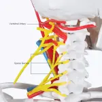 Human Skeleton Model with Nerves & Blood Vessels and Ligaments on Pelvic Stand