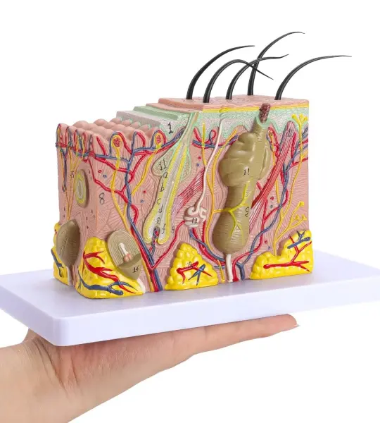 Human Skin Model - 70 Times Enlarged With Receptors, Sweat glands, Sebaceous And Hairs
