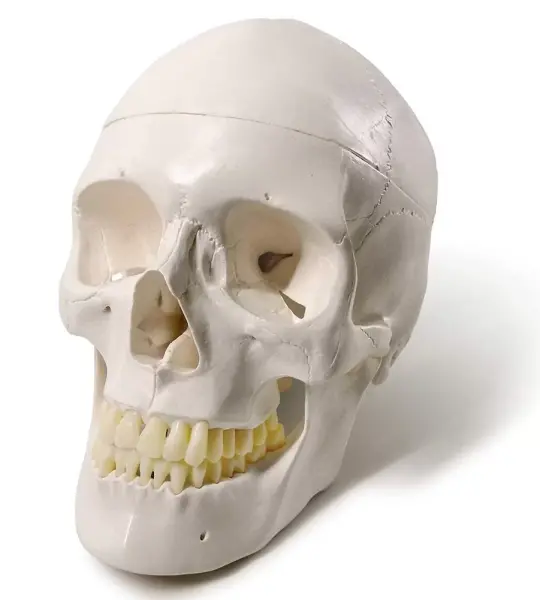 3-Part Human Skull Model (Premium Quality) Life Size