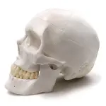 3-Part Human Skull Model (Premium Quality) Life Size
