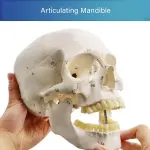 Human Skull Model With Numbers, Highlighted Sutures And Study Manual