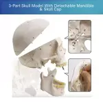 Human Skull Model With Numbers, Highlighted Sutures And Study Manual