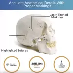 Human Skull Model With Numbers, Highlighted Sutures And Study Manual