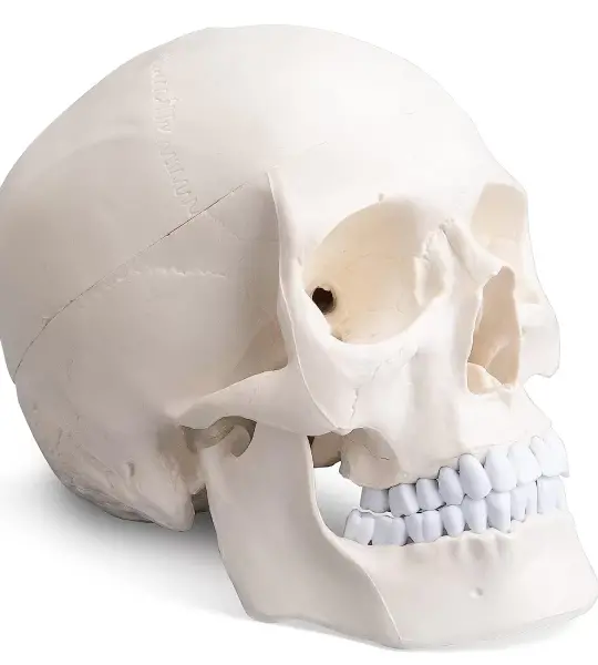 ScienceFox Human Skull Model For Anatomical Studies