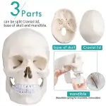 ScienceFox Human Skull Model For Anatomical Studies