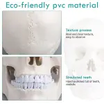 ScienceFox Human Skull Model For Anatomical Studies