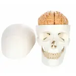 ScienceFox Human Skull Model With Brain