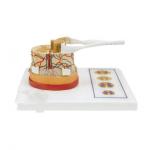 Spinal Cord Model 5 times Life Size