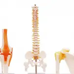 Spine Model, Knee Model, Shoulder Model, 3 Items Bundle | Premium Medical Quality | 96% Anatomical Accuracy