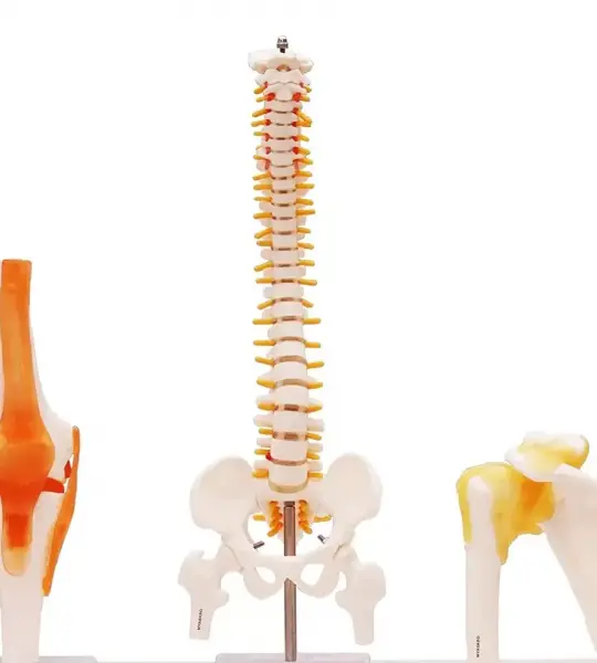 Spine Model, Knee Model, Shoulder Model, 3 Items Bundle | Premium Medical Quality | 96% Anatomical Accuracy