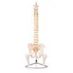 Human Spine Model (Life-Size) With Femur Heads & Pelvis