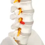 Vertebral Column With Pelvis And Femur Heads (Tall 85 CM)