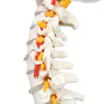Vertebral Column With Pelvis And Femur Heads (Tall 85 CM)