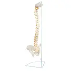Vertebral Column With Pelvis And Femur Heads (Tall 85 CM)