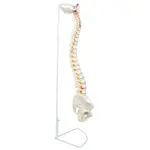 Vertebral Column With Pelvis And Femur Heads (Tall 85 CM)