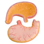 Stomach Model