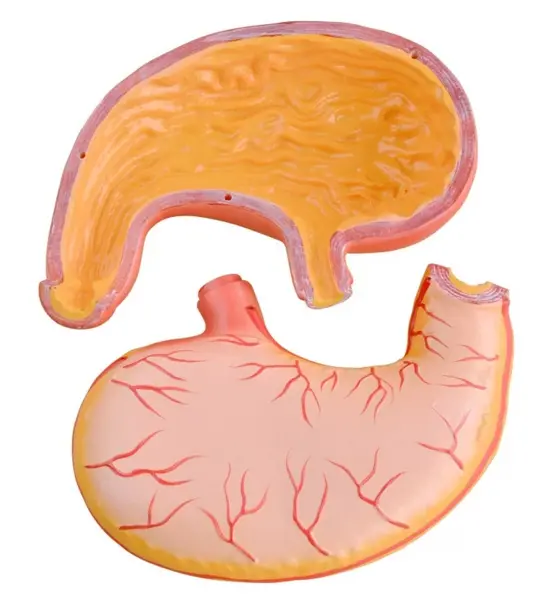 Stomach Model