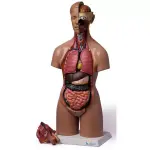 Human Torso Anatomical Model With 20 Removable Parts (Unisex) 55cm Tall