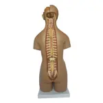 Human Torso Anatomical Model With 20 Removable Parts (Unisex) 55cm Tall