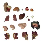 Human Torso Anatomical Model With 20 Removable Parts (Unisex) 55cm Tall