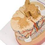 Spinal Cord Model 5 times Life Size