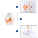 Knee Joint Model With Flexible Ligaments