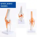 Knee Joint Model With Flexible Ligaments