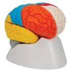 Neuro-Anatomical Brain, 8 part | Premium Neuroanatomy Learning Tool