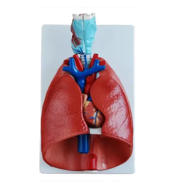 Larynx, Heart And Lungs Model