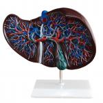 Human Liver Model