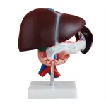 Human Liver, Pancreas & Duodenum Anatomical Model (Premium Quality) Dissectible Into 3-Parts