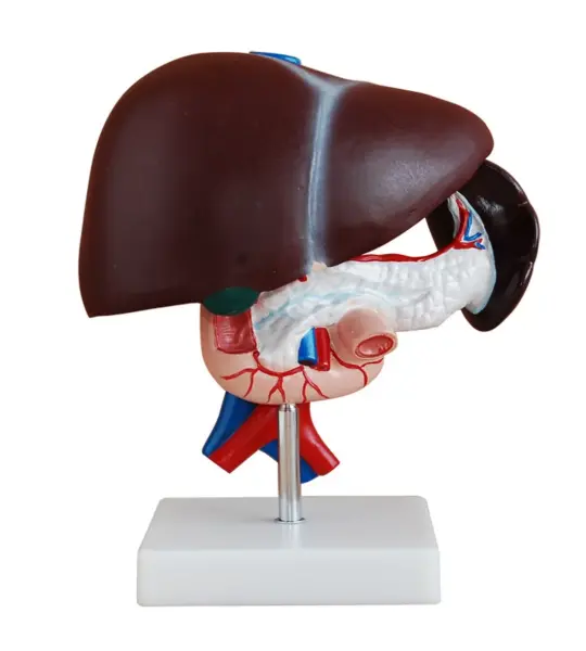 Human Liver, Pancreas & Duodenum Anatomical Model (Premium Quality) Dissectible Into 3-Parts