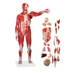 Male Muscle Figure with Internal Organs – 78cm Tall