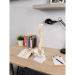 Human Spine Model – 45cm Anatomically Accurate Spine with Nerves, Pelvis & Herniated Disc