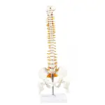 Human Spine Model – 45cm Anatomically Accurate Spine with Nerves, Pelvis & Herniated Disc